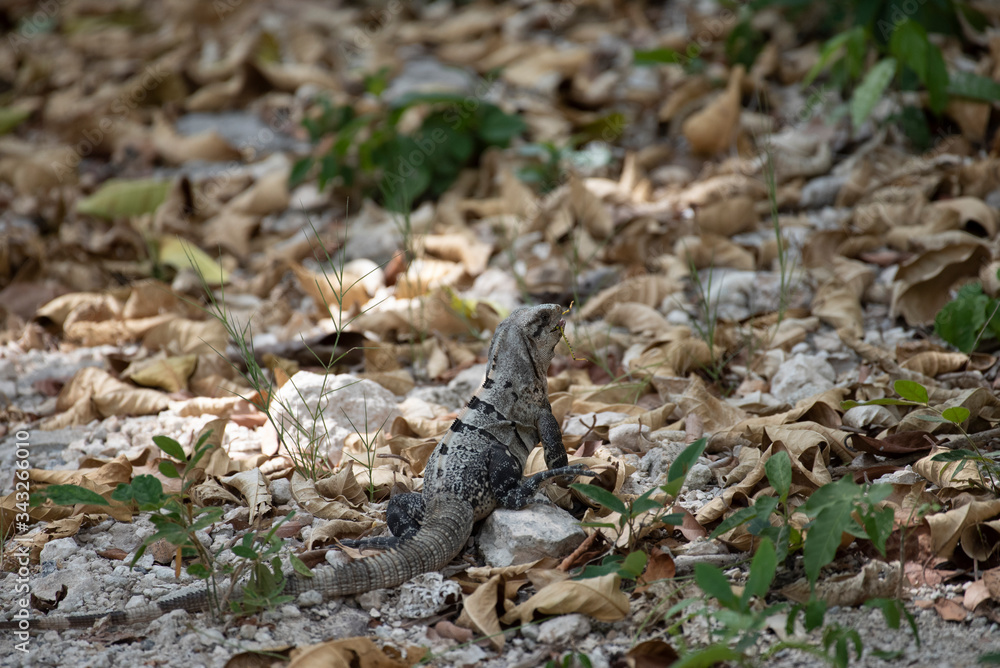 Black Spiny Tailed Iguana Eating a Grasshopper Black Spiny Tailed Iguana Eating a Grasshopper