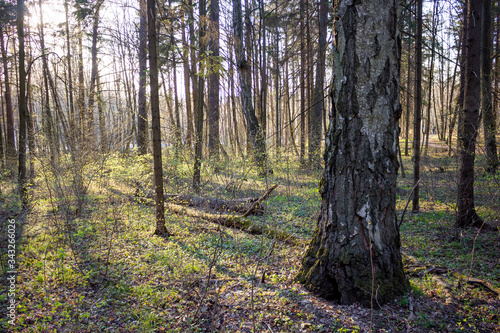 Fototapeta Naklejka Na Ścianę i Meble -  Old birch in the spring forest
