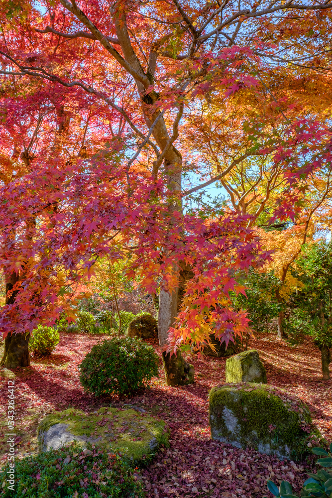 Naklejka premium Autumn Leaves in a Mountain in Kyoto, Japan