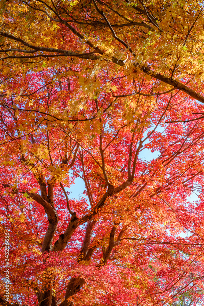 Autumn Leaves in a Mountain in Kyoto, Japan Autumn Leaves in a Mountain in Kyoto, Japan