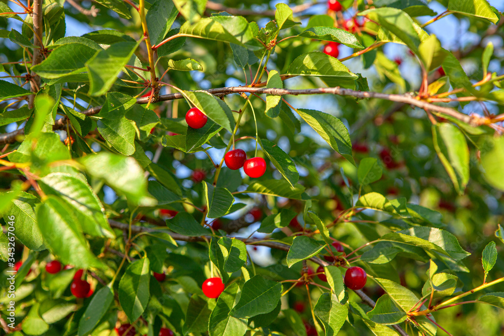 tasty cherry on the tree branches