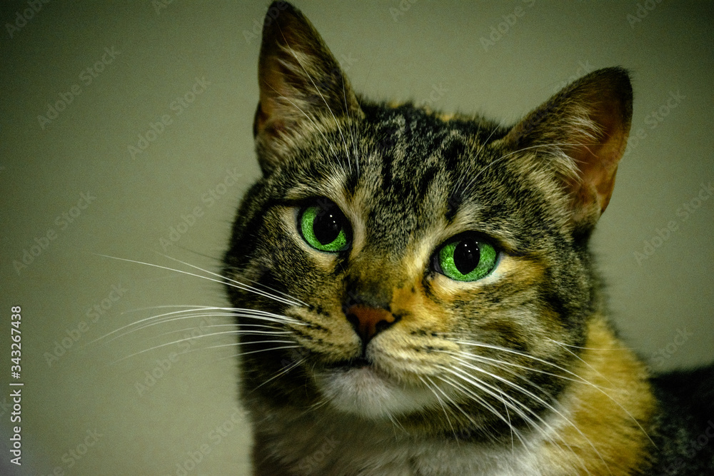 Domestic cat with big green-eyed Domestic cat with big green-eyed