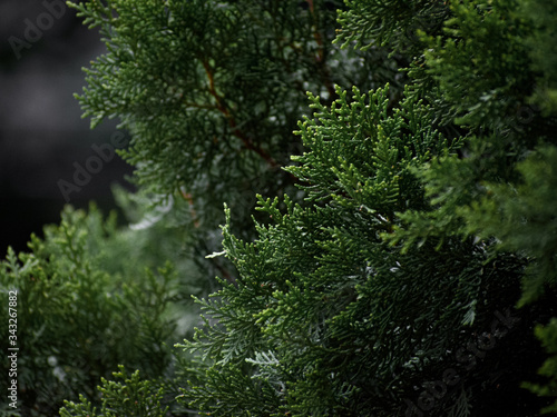 Pinetree leaves texture detail 