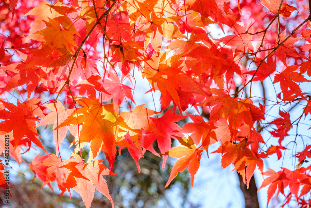 Autumn Leaves in a Mountain in Kyoto, Japan