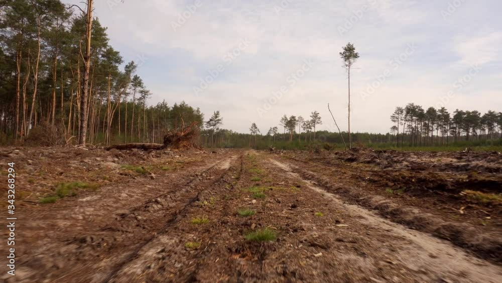 walking on a sandy road in the field after deforestation in forest walking on a sandy road in the field after deforestation in forest