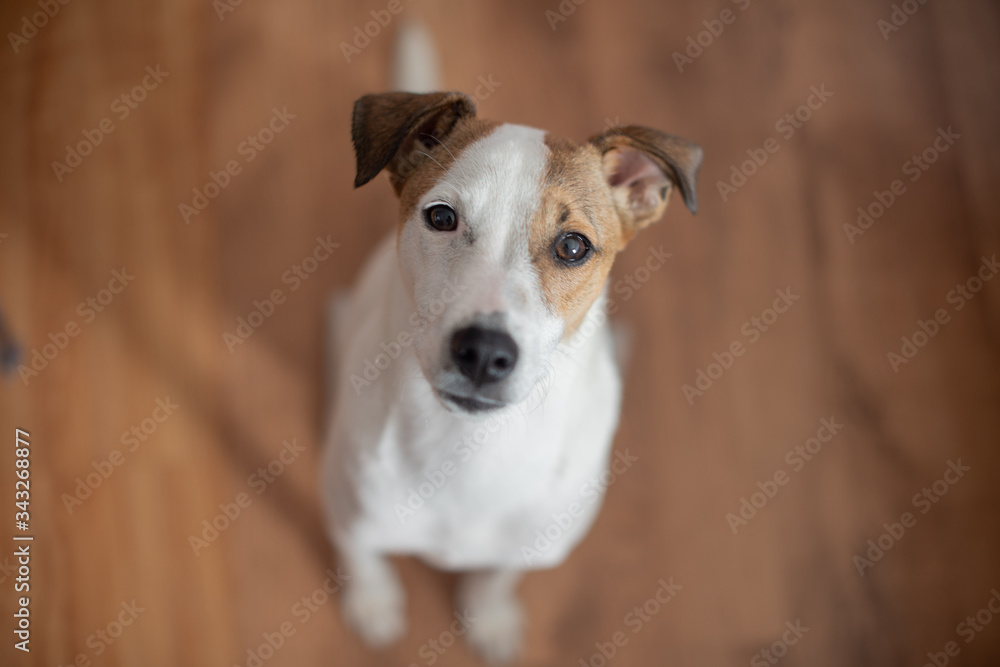 Portrait of puppy sitting on wooden floor