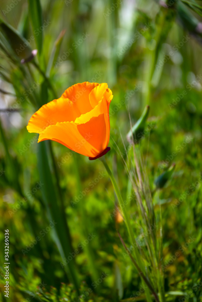 Golden Poppies surrounded by green grass #3 Golden Poppies surrounded by green grass #3