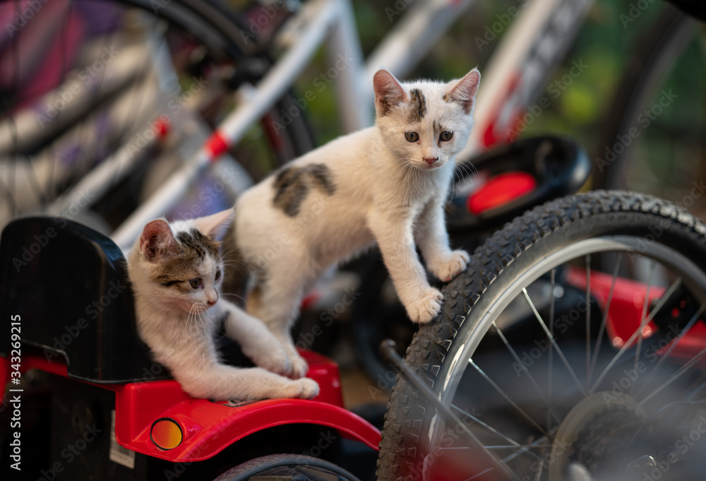 Fototapeta cats in the car