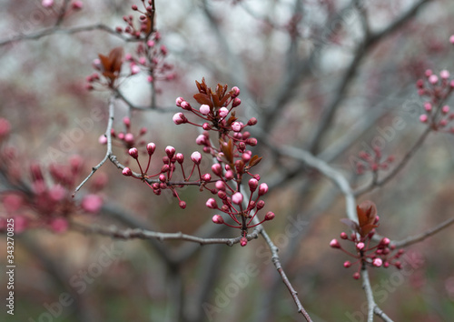 herald of spring buds