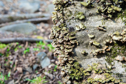 Mushrooms growing on bark in a forest. Selective focus