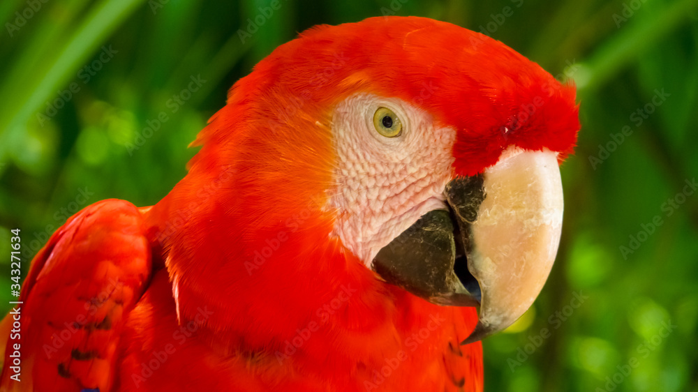 Fototapeta premium Colorful scarlet macaw perched on a branch, Mexico