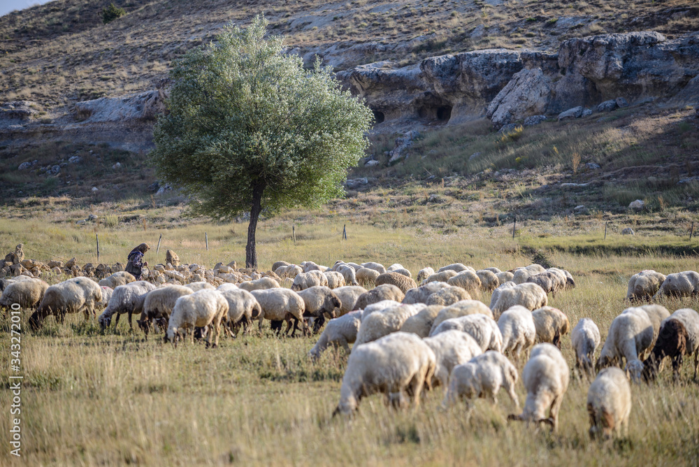 Obraz premium shepherd grazing herd of sheep