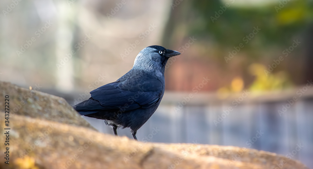 Image of a jackdaw with blurred background Image of a jackdaw with blurred background