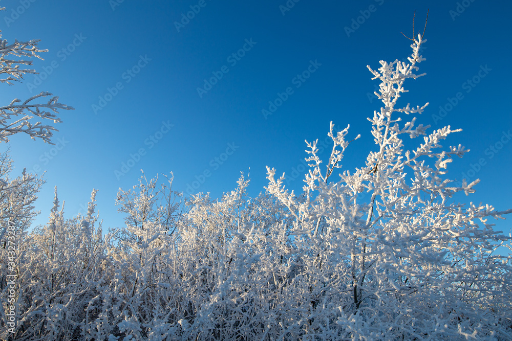 Frost Frost