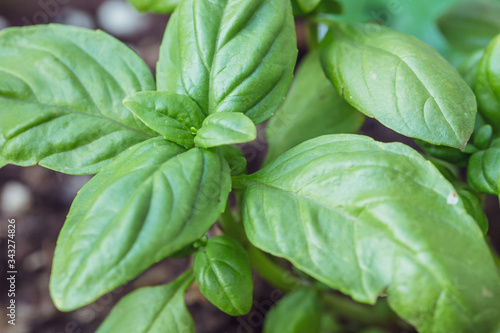 Close up of green basil plant