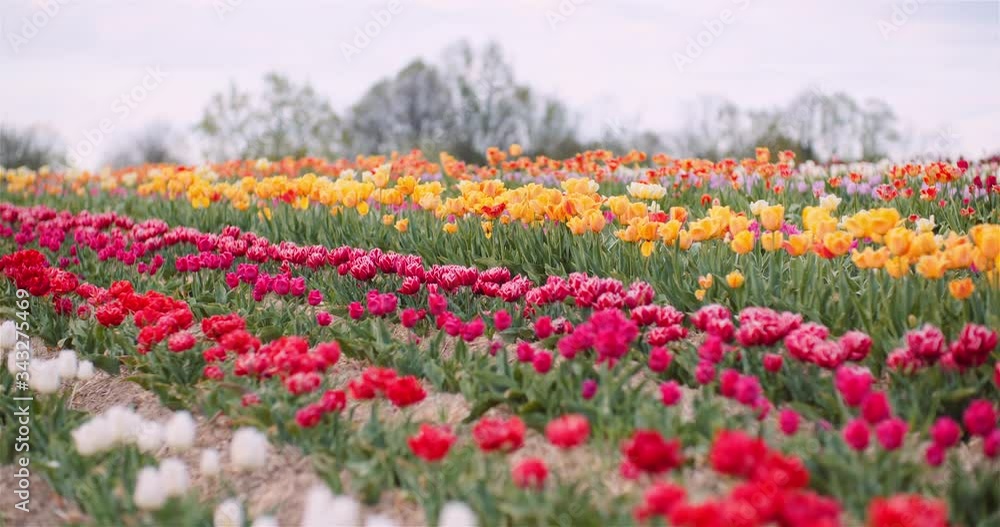 Blooming Tulips on Agriculture Field Blooming Tulips on Agriculture Field