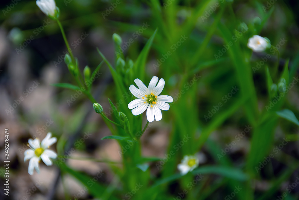 White flower, closeup among the forest
White flower, closeup among the forest