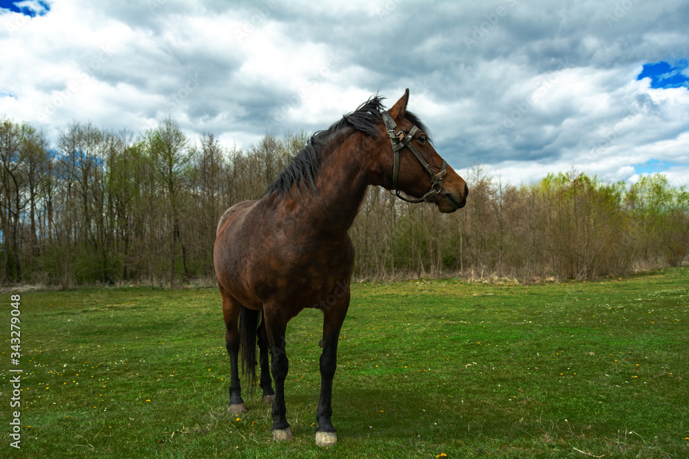 
young horse grazes on the field