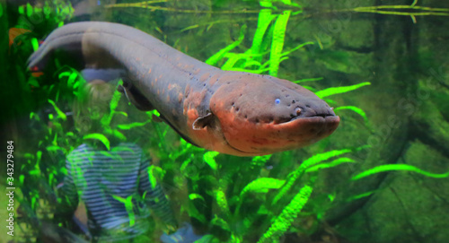 Canvas Print Electric eel under water (Gdynia, Poland)