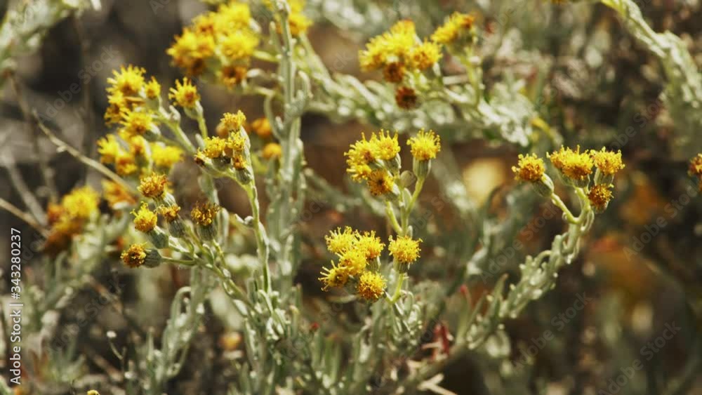 Yellow-Flower Plants Swaying with the Wind ona Bright Day Yellow-Flower Plants Swaying with the Wind ona Bright Day