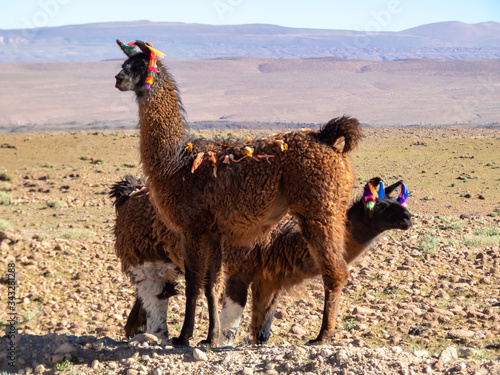Wild animals in the surroundings of San Pedro de Atacama