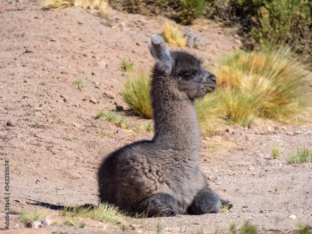 Fototapeta premium Wild animals in the surroundings of San Pedro de Atacama