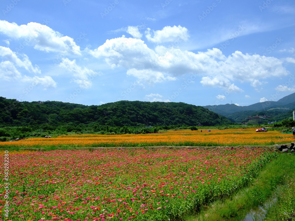 Fototapeta premium Many Zinnia elegans blossom