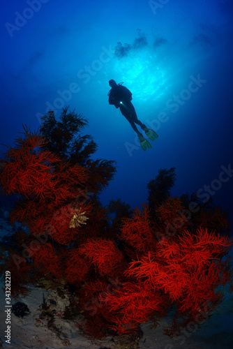 The black coarls and diver