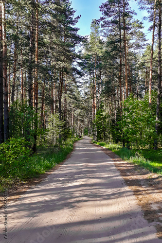 Sandy road in the forest among the trees