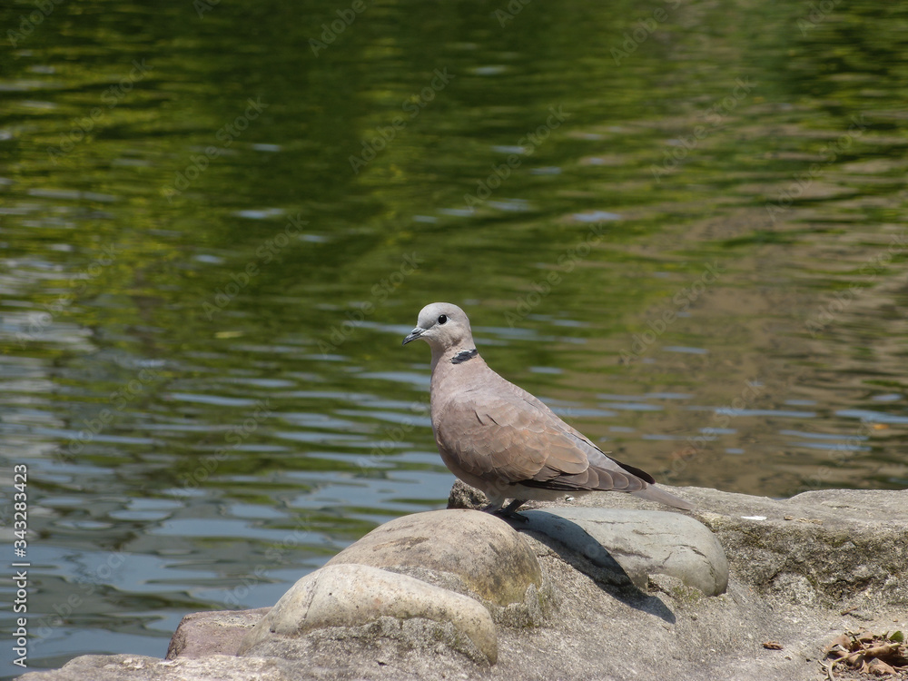 Fototapeta premium Close up shot of a Columbiformes standing on a rock