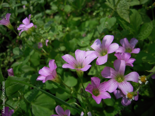 Close up shot of Oxalis rubra blosssom