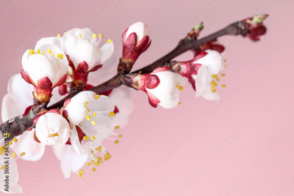 Blooming branch of a peach tree on a pink background. Close up. Blooming branch of a peach tree on a pink background. Close up.