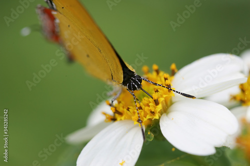 Close up shot of a beautiful Heliophorus epicles butterfly photo