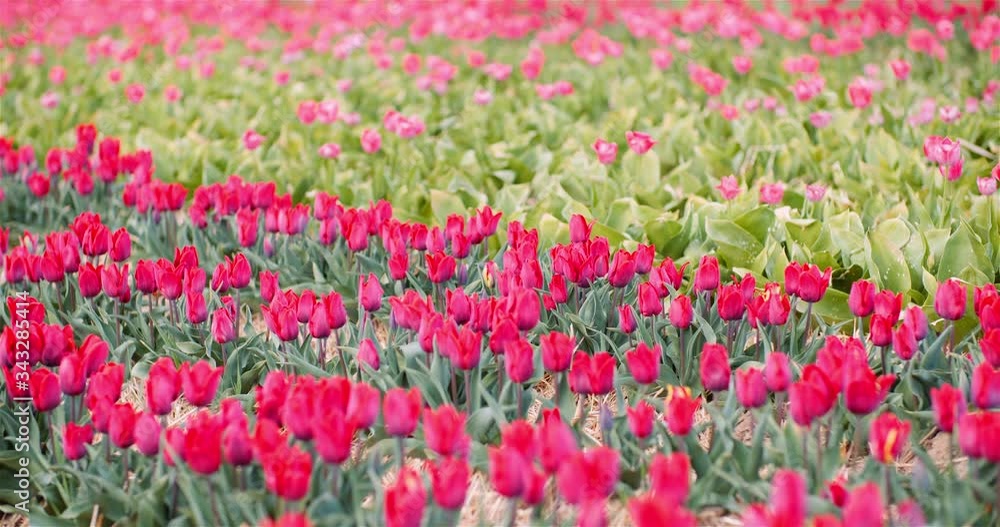 Blooming Tulips on Agriculture Field Blooming Tulips on Agriculture Field