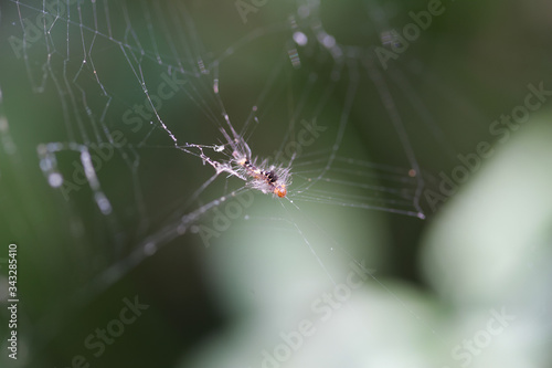 Close up shot of a Caterpillar trapped in a spider web