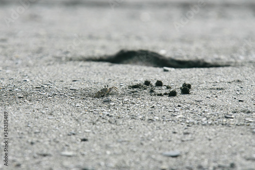 Close up shot of a Ocypode crab walking around in a beach