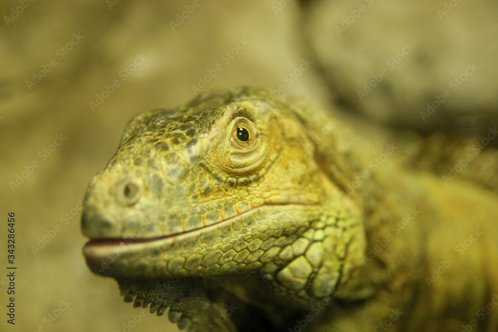Green iguana lizard eye closeup portrait 