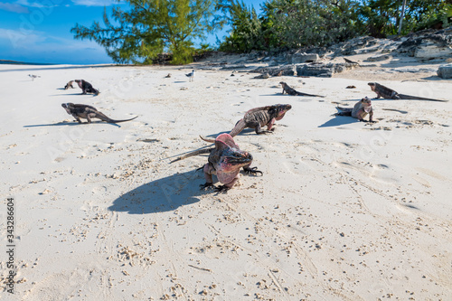 The famous wild iguanas of Allen's Cay (Great Exuma, Bahamas).