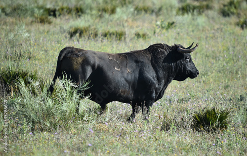 un fuerte toro español © alberto