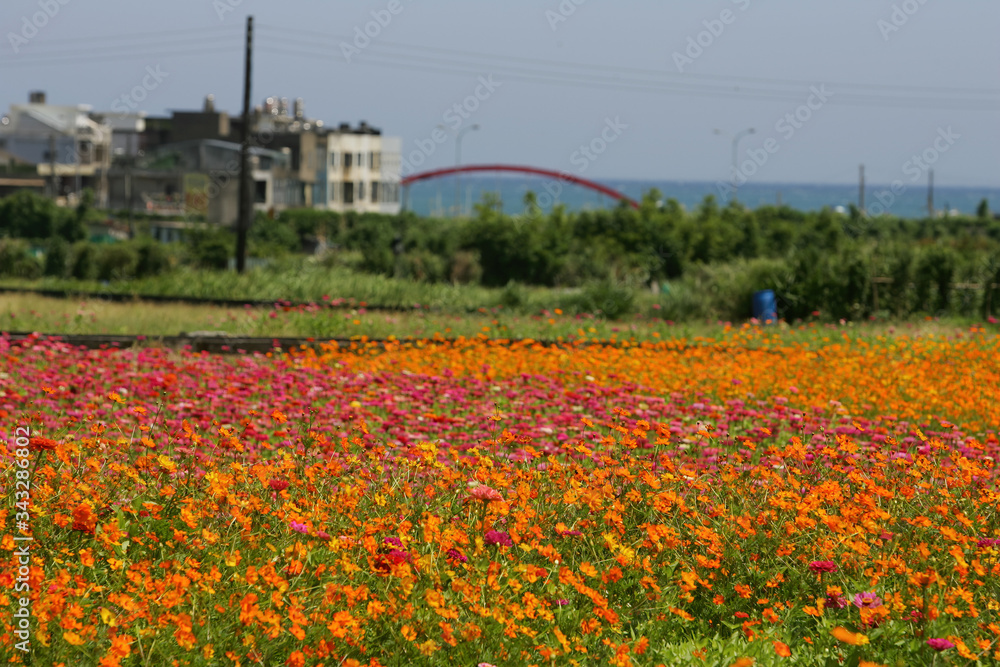 Obraz premium Many Zinnia elegans blossom