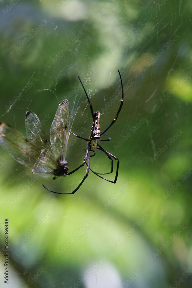 Close up shot of an Orchard spider eating a Dragonflies Close up shot of an Orchard spider eating a Dragonflies