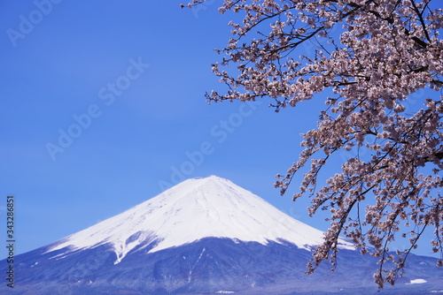 河口湖畔から望む富士山と青い空と桜 