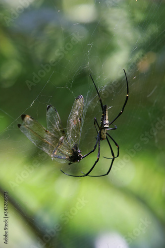 Close up shot of an Orchard spider eating a Dragonflies