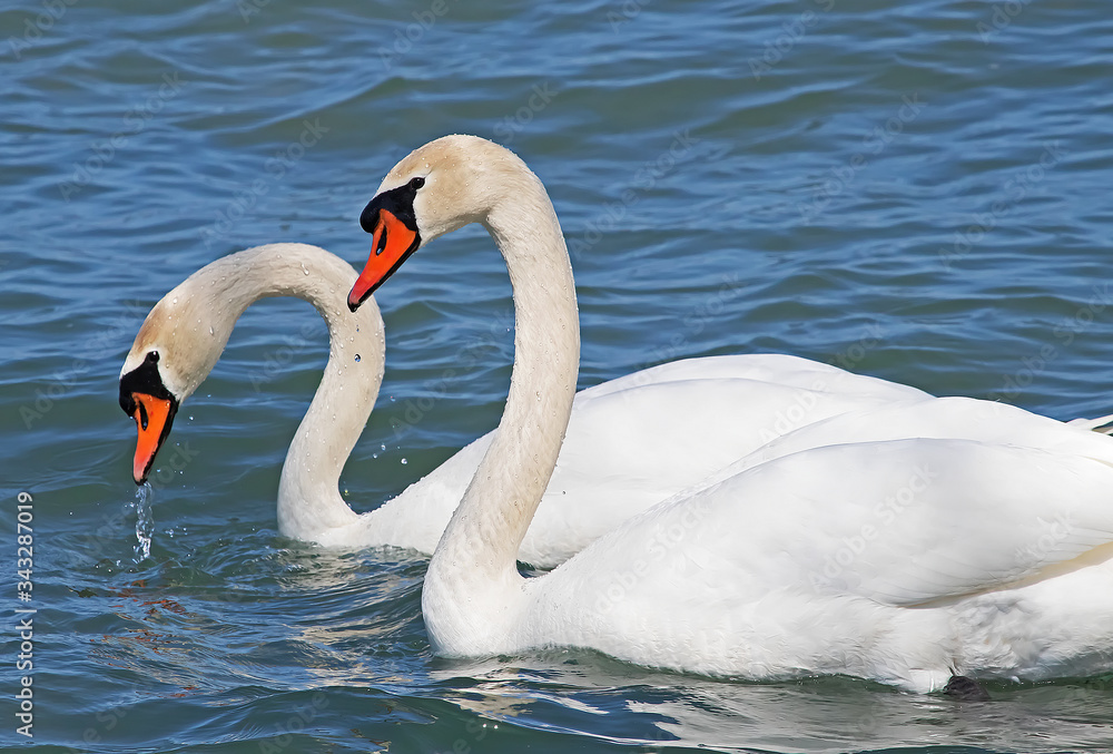 Obraz premium Mute Swans