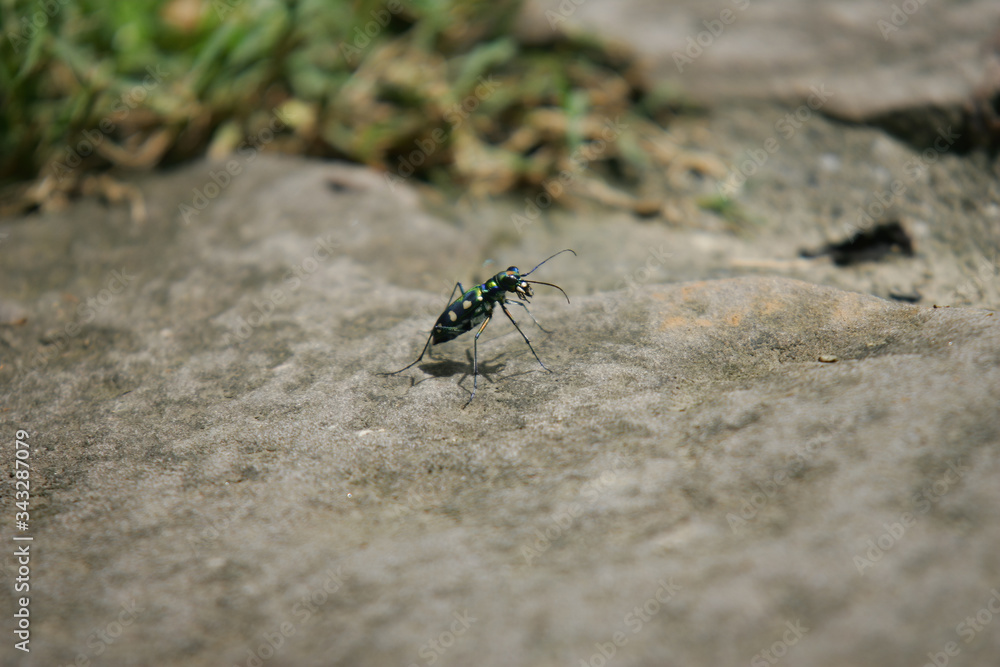 Close up shot of a Tiger beetle Close up shot of a Tiger beetle
