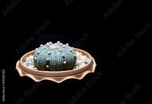 The cactus is in a brown clay pot. Deep black background