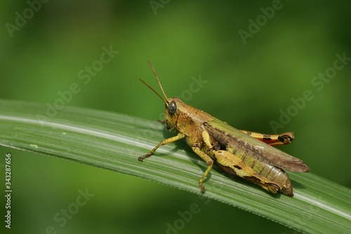 Wallpaper Mural Close up shot of a grasshopper Torontodigital.ca