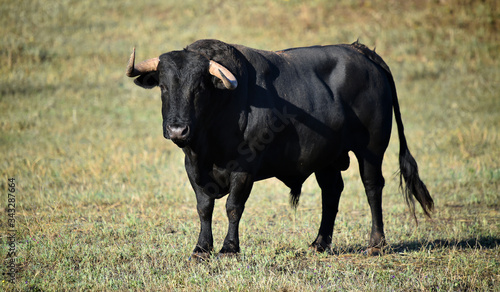 Fototapeta Naklejka Na Ścianę i Meble -  spanish bull with big horns on the spanish cattle farm