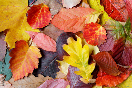 Colorful autumn background from leaves from different species of trees. The concept of color diversity.