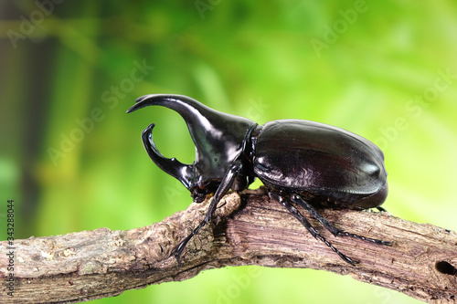 Beetles : Siamese rhinoceros beetle or fighting beetle. Selective focus,blurred background. © Cheattha
